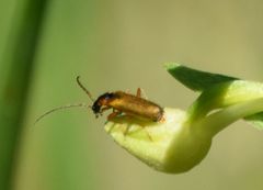 Rhagonycha testacea