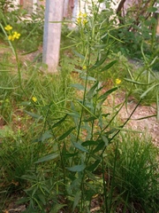 Erysimum cheiranthoides