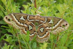Rothschildia tucumani