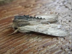 Apamea cuculliformis