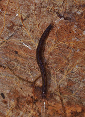 Keroplatidae