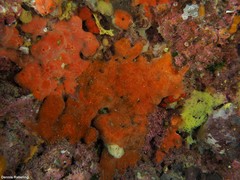 Phorbas fictitius