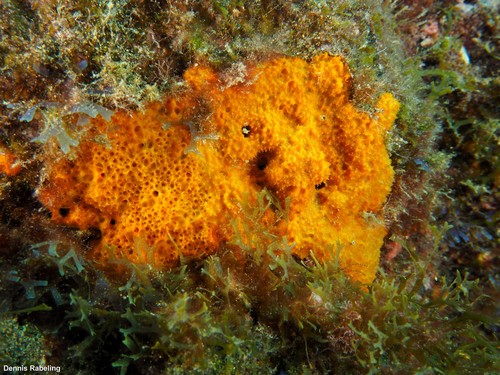 Scopalina canariensis