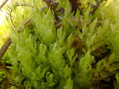 Plagiomnium elatum