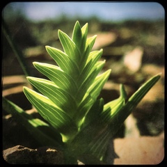Lapeirousia pyramidalis