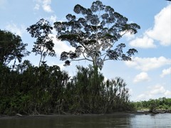 Cecropia sciadophylla