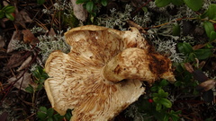 Tricholoma matsutake