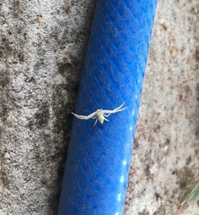Thomisidae