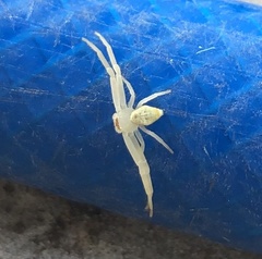 Thomisidae