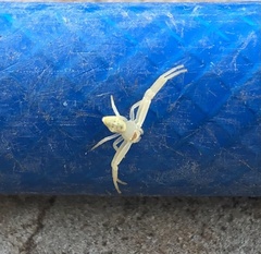 Thomisidae