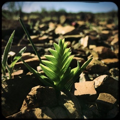 Lapeirousia pyramidalis