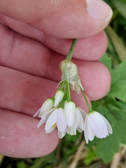 Allium roseum