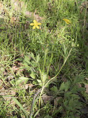 Ranunculus canus