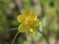 Ranunculus canus
