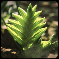 Lapeirousia pyramidalis