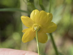 Ranunculus canus