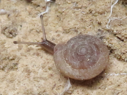 Caracollina lenticula