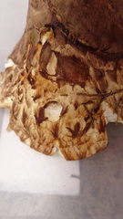 Tricholoma matsutake