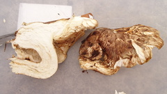 Tricholoma matsutake