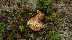 Tricholoma matsutake