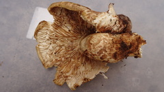 Tricholoma matsutake