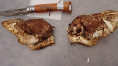 Tricholoma matsutake