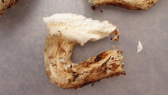 Tricholoma matsutake