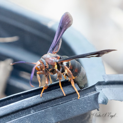 Vitacea polistiformis