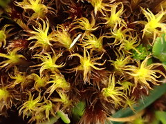 Geheebia gigantea