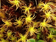 Geheebia gigantea