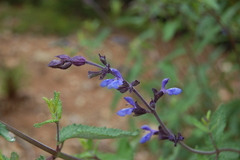 Salvia cuspidata