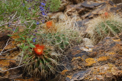 Parodia maassii