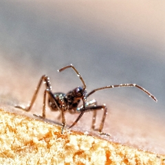 Himacerus mirmicoides