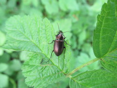Poecilus cupreus