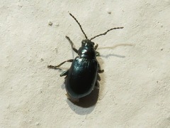 Altica lythri