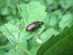 Poecilus cupreus