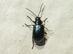 Altica lythri