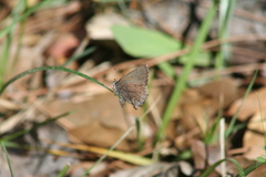 Callophrys irus