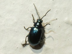 Altica lythri