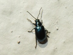 Altica lythri