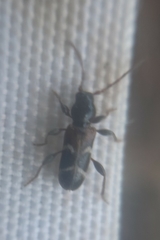 Phymatodes alni