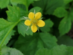 Geum urbanum