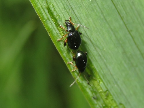 Iris Flea Beetle, Leidschendam, Nederland, photo 6 of 10