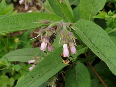 Symphytum officinale