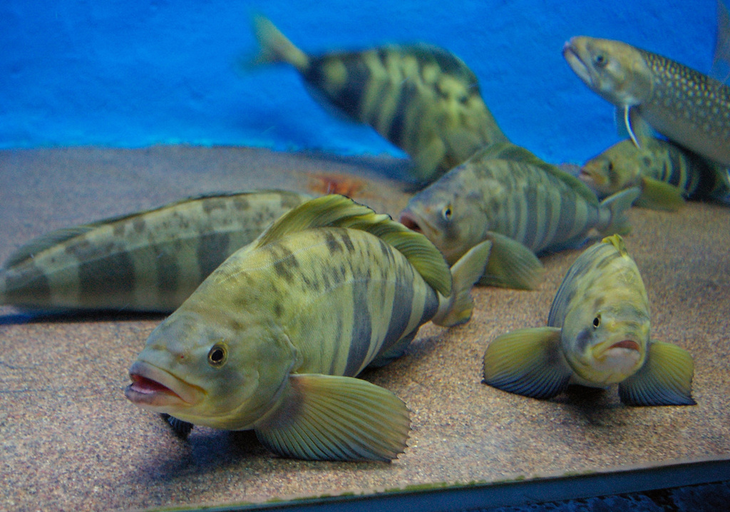 Atka Mackerel