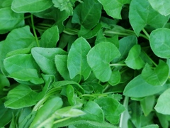 Convolvulus arvensis