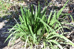 Iris foetidissima