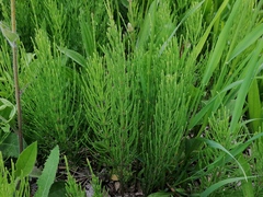 Equisetum arvense