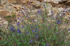 Salvia cuspidata