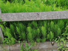 Equisetum arvense
